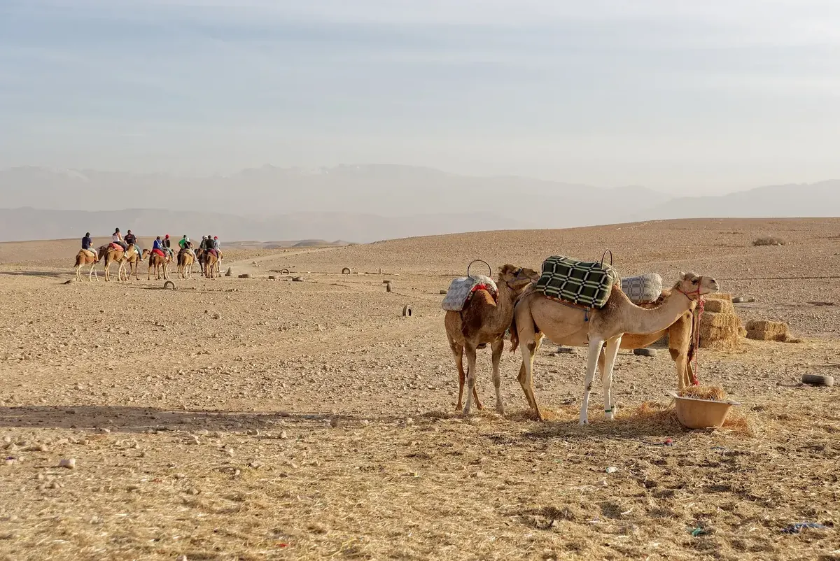 Saddled camels resting in the Agafay Desert with a camel caravan and the Atlas Mountains behind